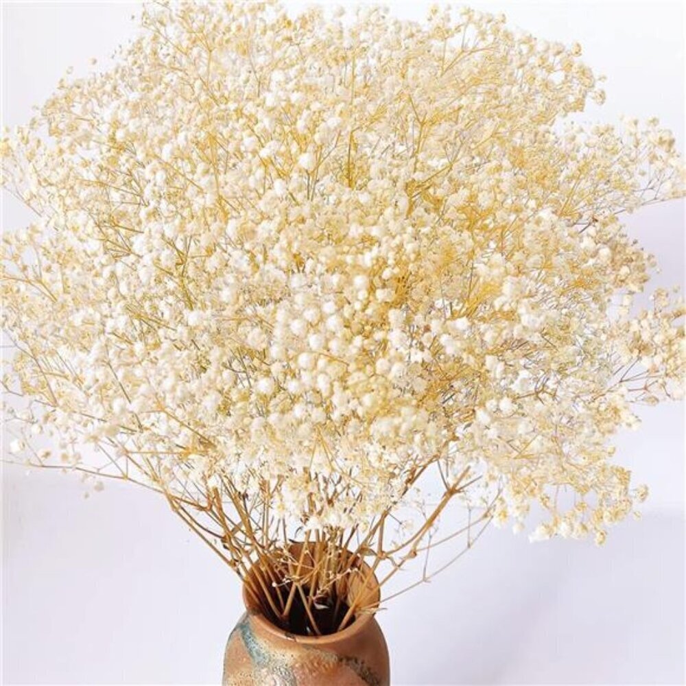 Ivory Dried Baby's Breath Bulk 4000+ Flowers 17in